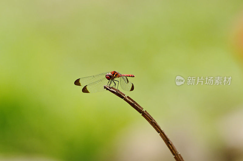 Skimmer蜻蜓(Sympetrum risi)